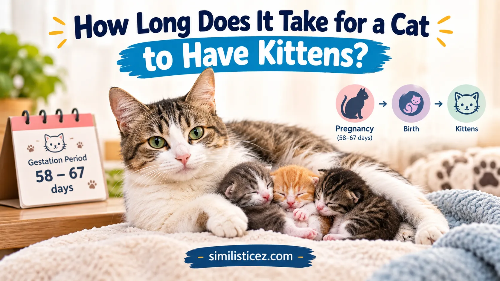 How Long Does It Take for a Cat to Have Kittens