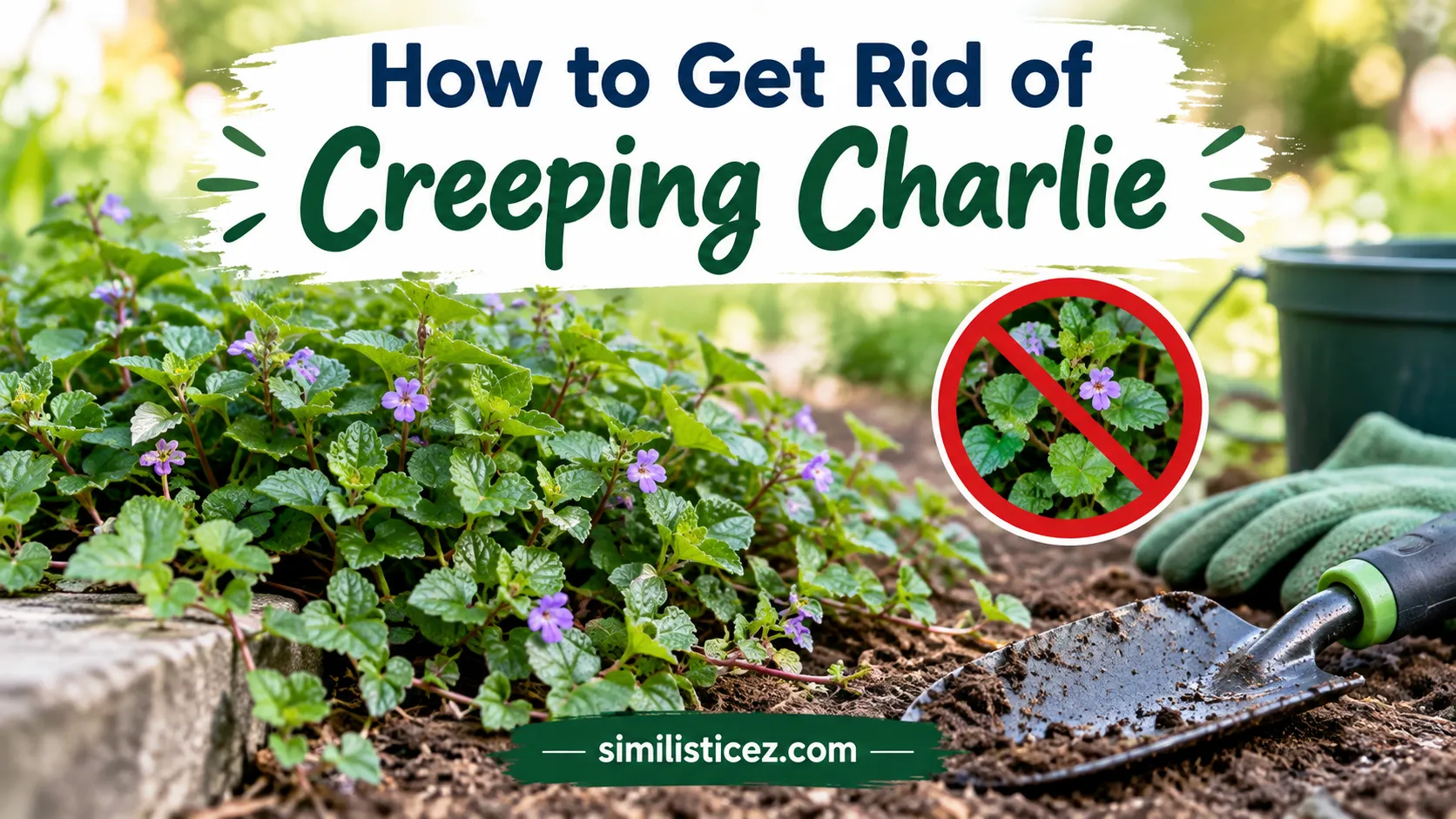 How to Get Rid of Creeping Charlie