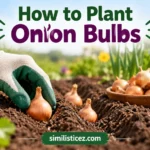 How to Plant Onion Bulbs